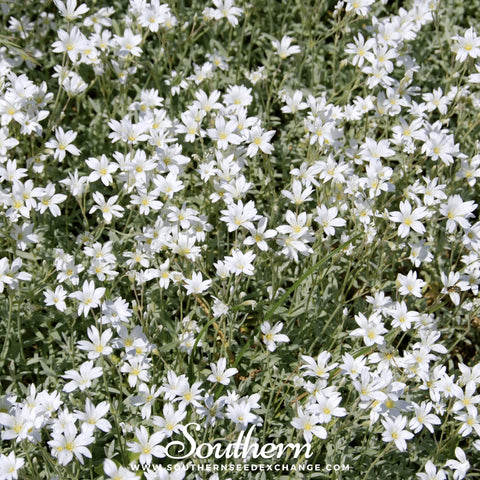 Snow in Summer Chickweed – 100 Seeds, additional product view 2