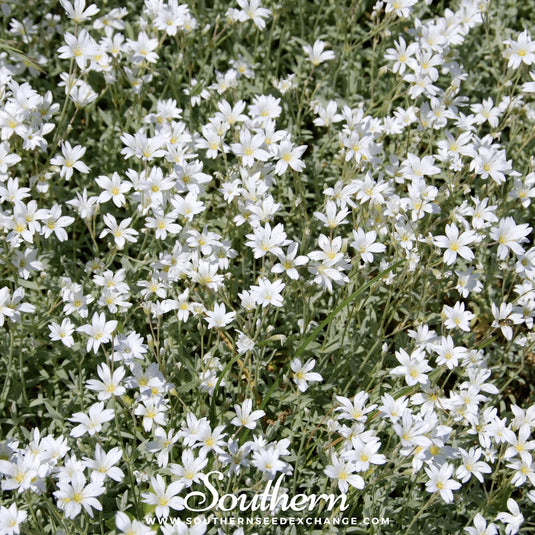 Snow in Summer Chickweed – 100 Seeds