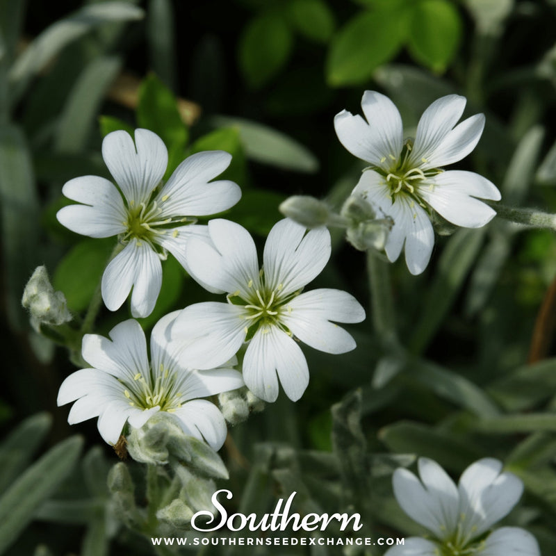 Load image into Gallery viewer, Snow in Summer Chickweed – 100 Seeds
