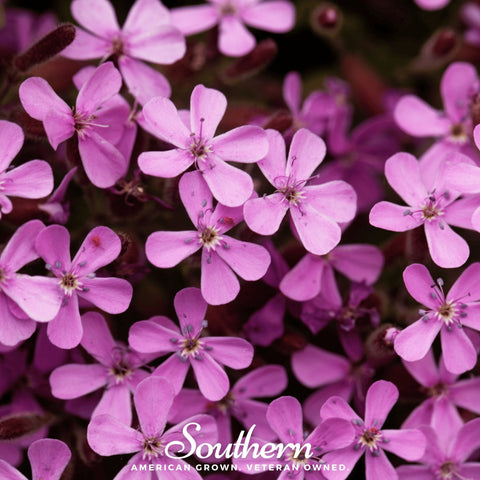 Rock Soapwort 100 Seeds