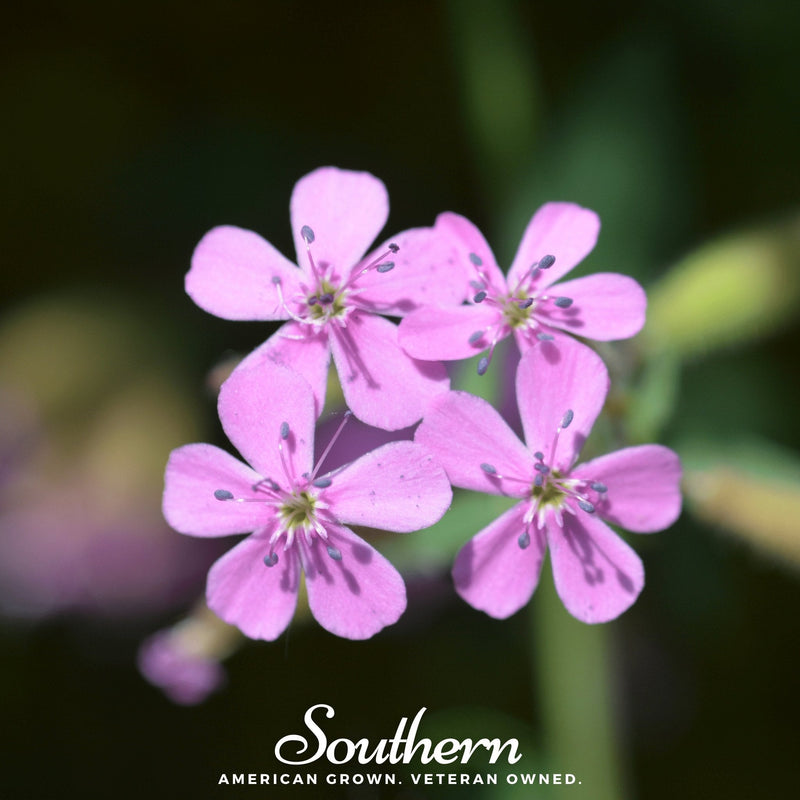 Load image into Gallery viewer, Rock Soapwort – 100 Seeds
