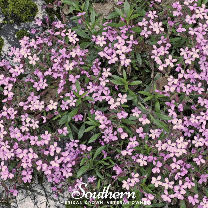 Load image into Gallery viewer, Rock Soapwort – 100 Seeds
