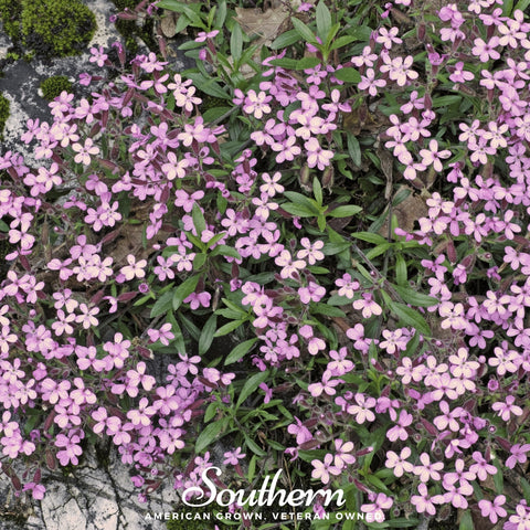 Rock Soapwort – 100 Seeds, additional product view 2