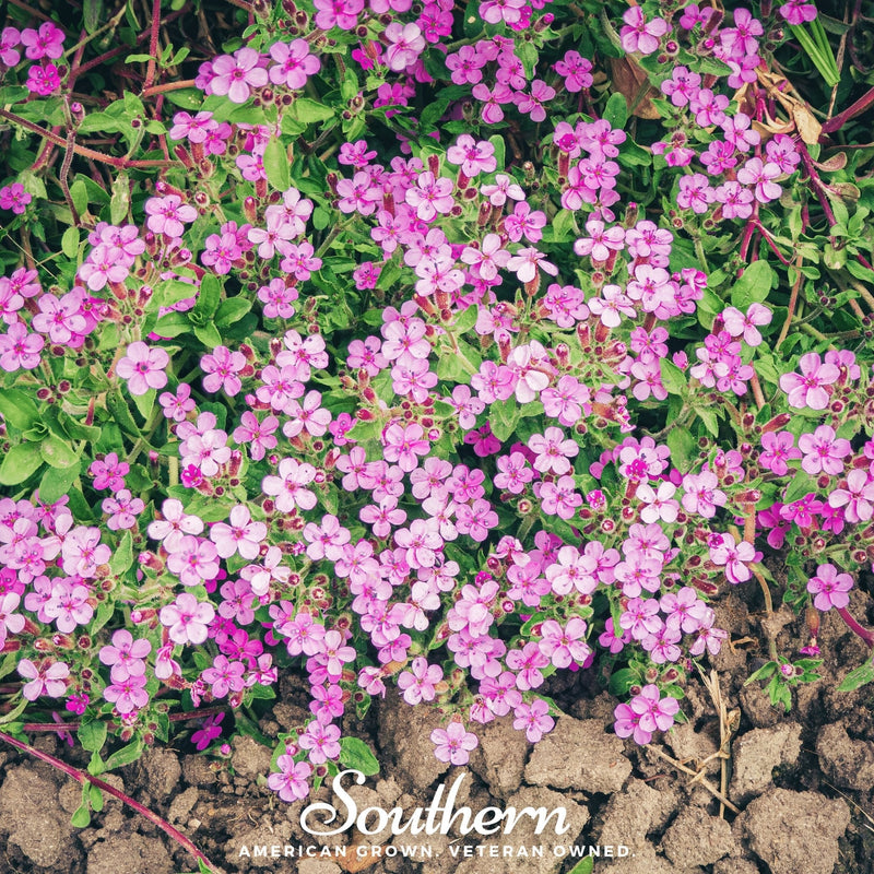 Load image into Gallery viewer, Rock Soapwort – 100 Seeds
