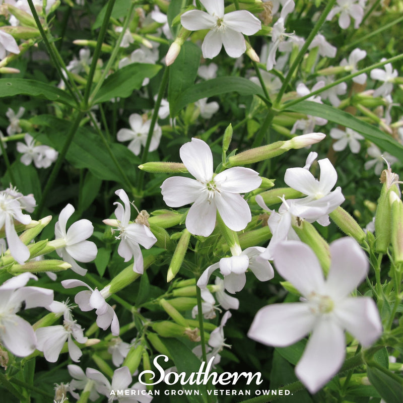 Load image into Gallery viewer, Soapwort – 100 Seeds
