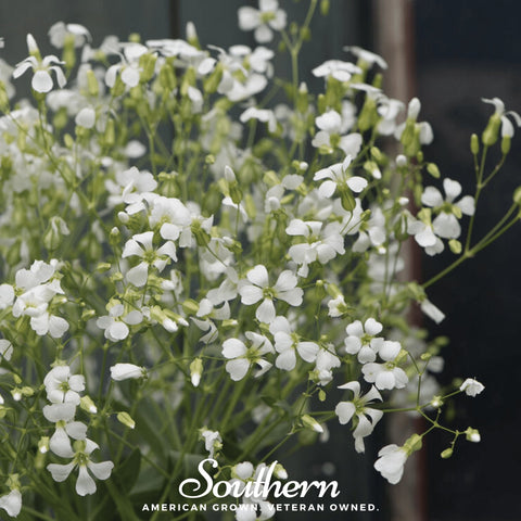 Soapwort – 100 Seeds, additional product view 2