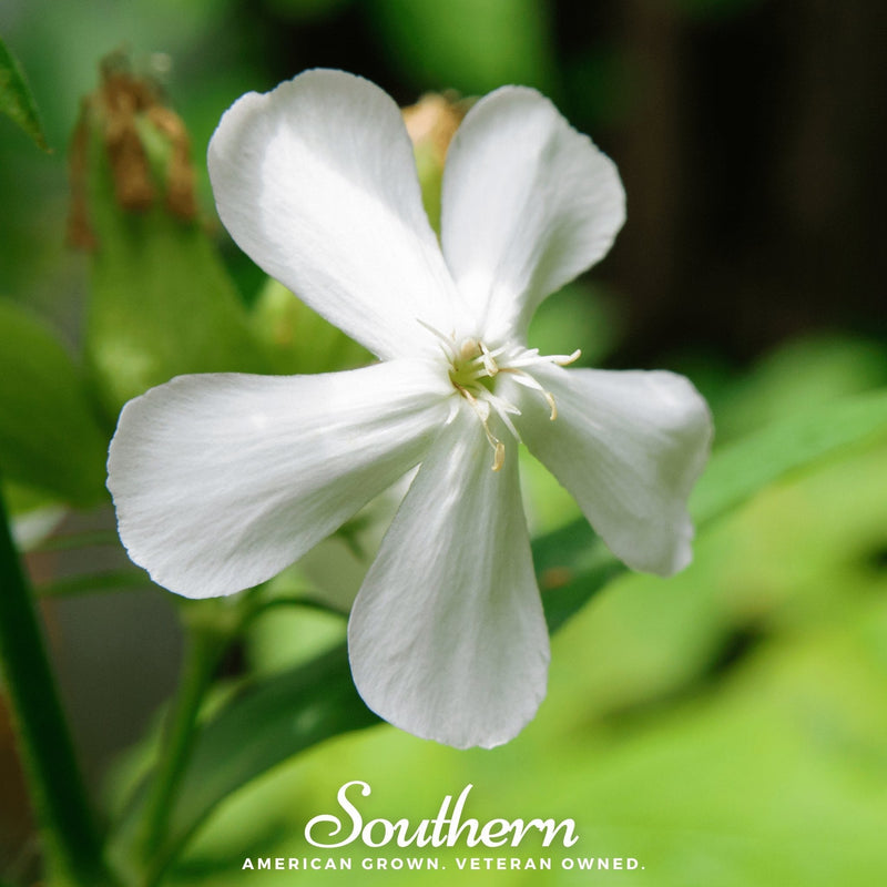 Load image into Gallery viewer, Soapwort – 100 Seeds
