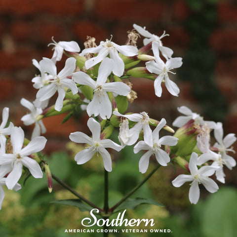 Soapwort seeds package, 100 count, GrowTime Garden Supply