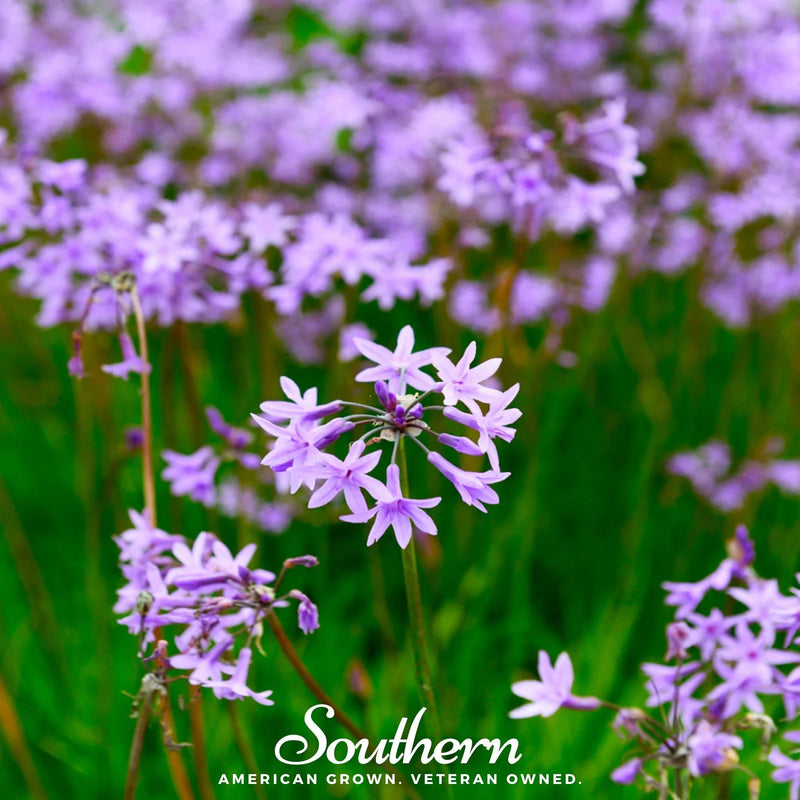 Load image into Gallery viewer, Society Garlic – 20 Seeds
