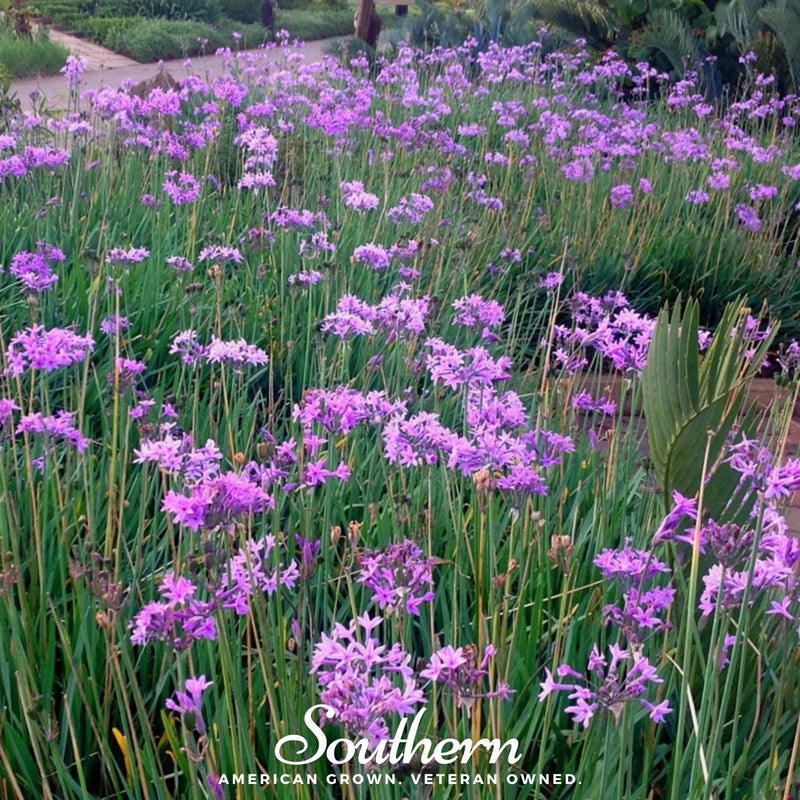 Load image into Gallery viewer, Society Garlic – 20 Seeds
