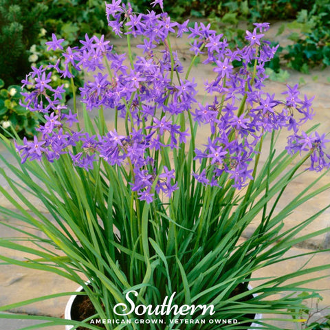 Society Garlic 20 Seeds