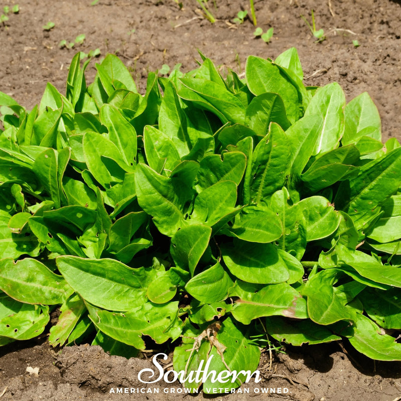 Load image into Gallery viewer, Garden Sorrel – 200 Seeds
