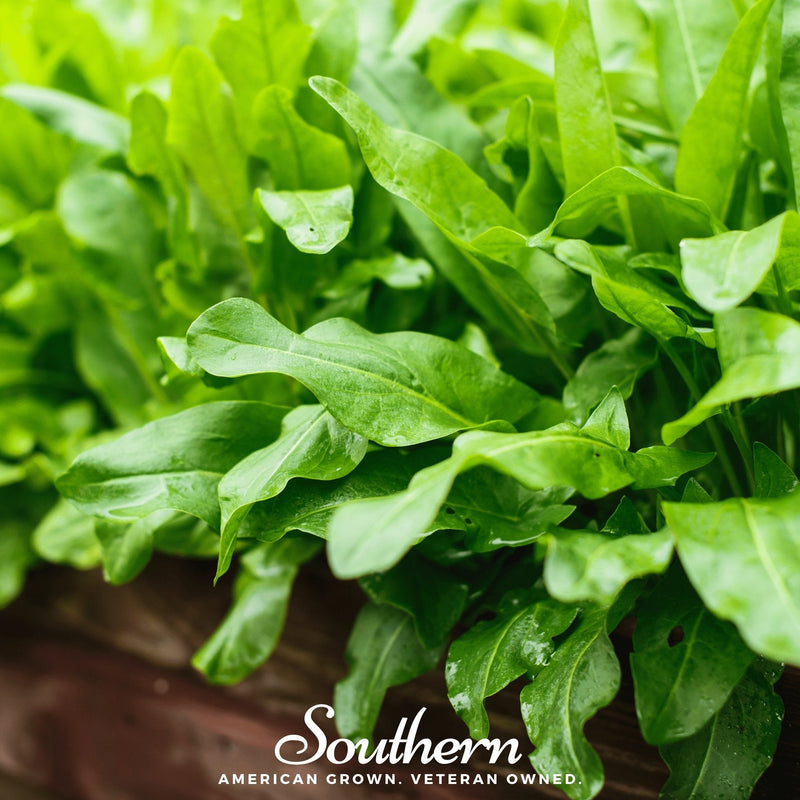 Load image into Gallery viewer, Garden Sorrel – 200 Seeds
