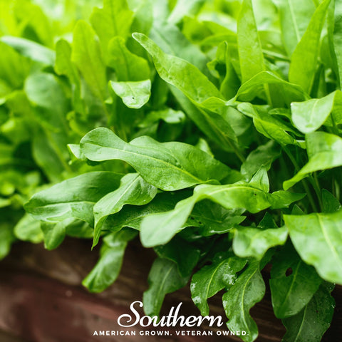 Garden Sorrel seeds package, 200 count, GrowTime Garden Supply