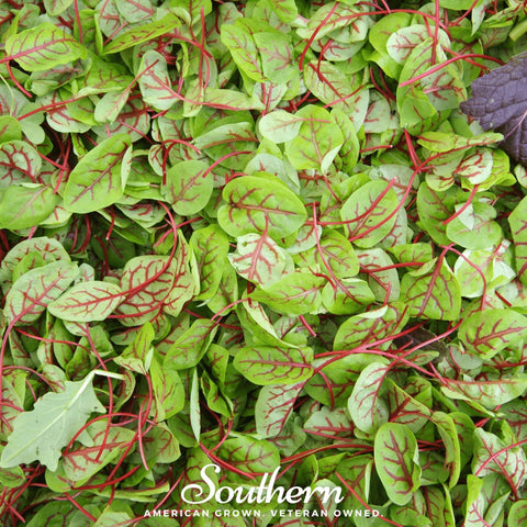 Red Veined Sorrel 200 Seeds