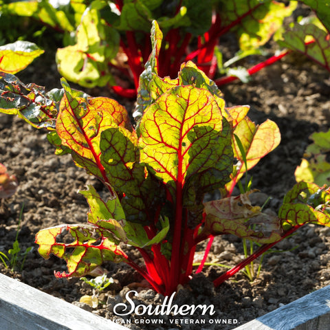 Red Veined Sorrel – 200 Seeds, additional product view 2