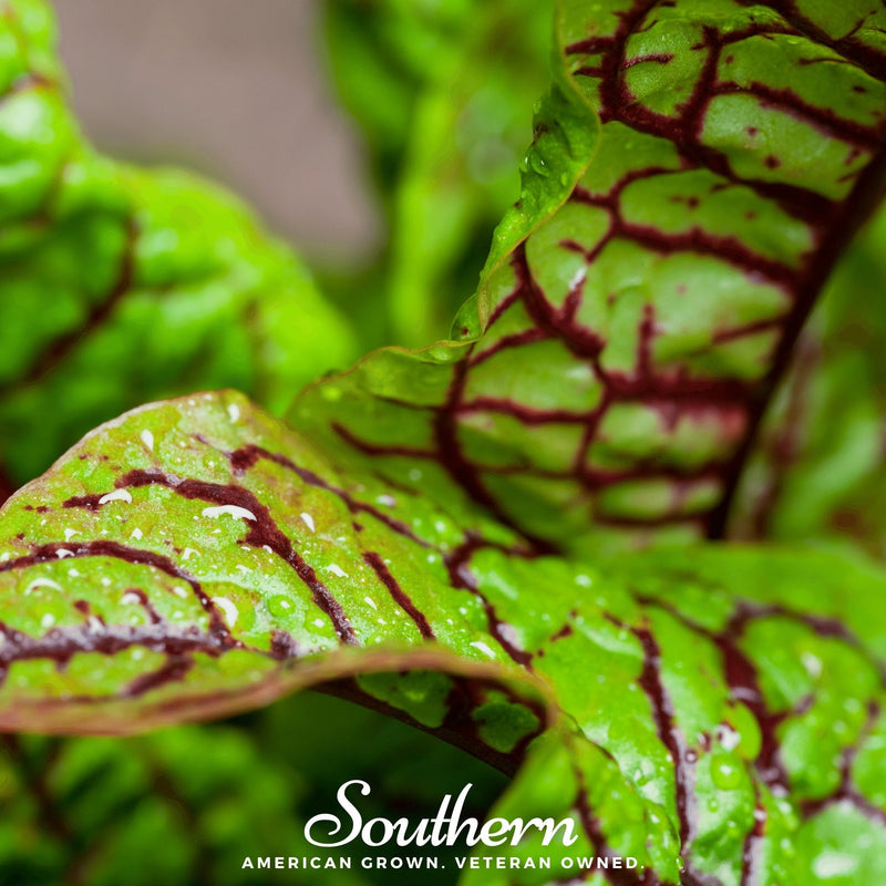 Load image into Gallery viewer, Red Veined Sorrel – 200 Seeds
