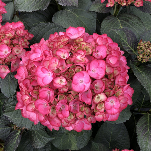 Soul Mate™ Reblooming Hydrangea, Zone 5-9, additional product view 2