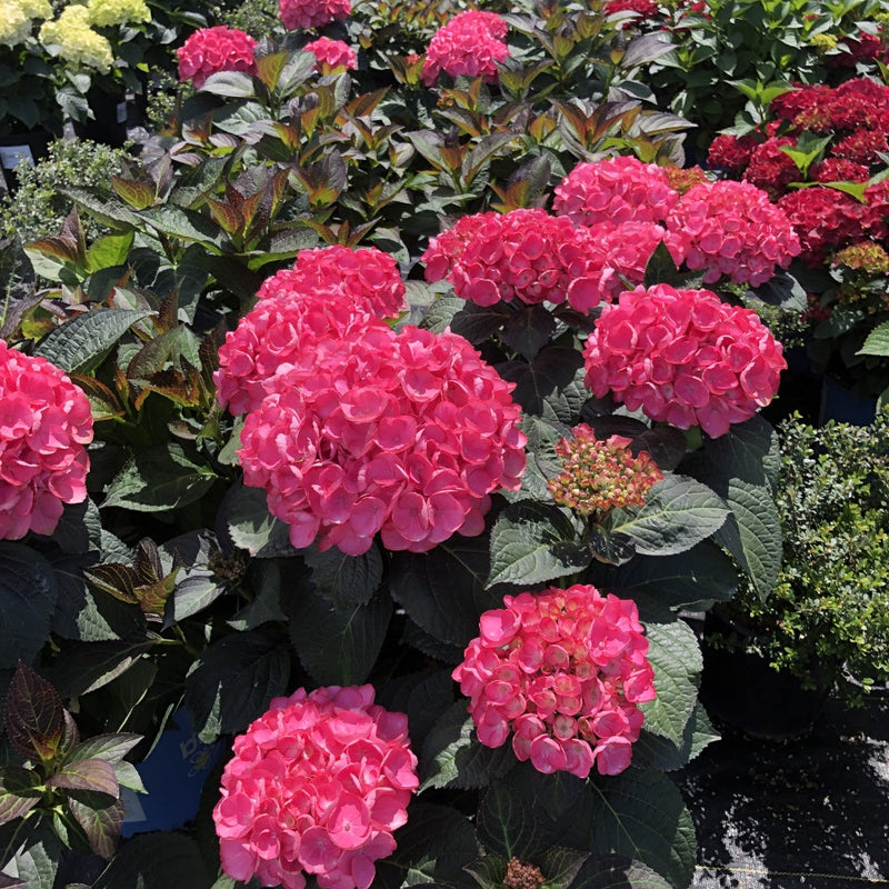 Load image into Gallery viewer, Soul Mate™ Reblooming Hydrangea, Zone 5-9
