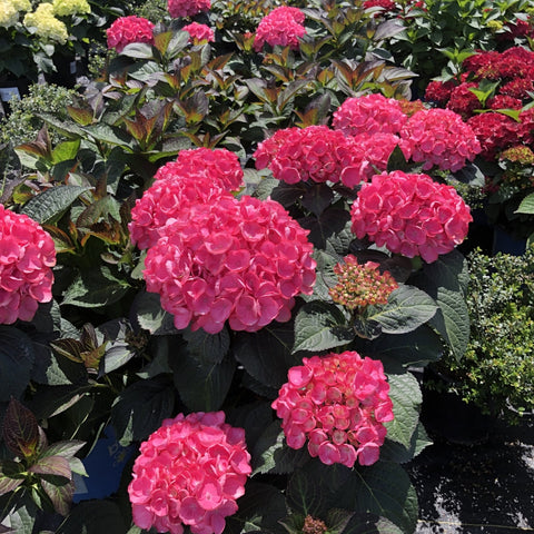 Soul Mate Reblooming Hydrangea Zone 5-9