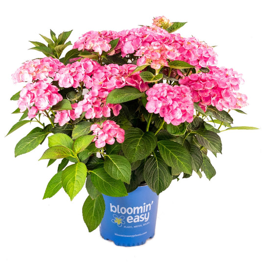 Soul Mate™ Reblooming Hydrangea, Zone 5-9
