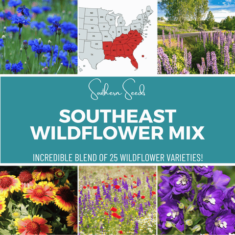 Southeast Wildflower Seed Mix 24 Varieties 1000 Seeds