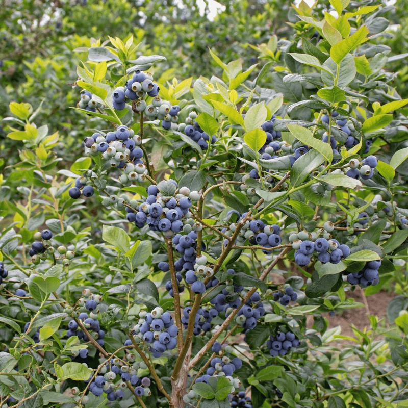 Load image into Gallery viewer, Southern Highbush Blueberry – 50 Seeds
