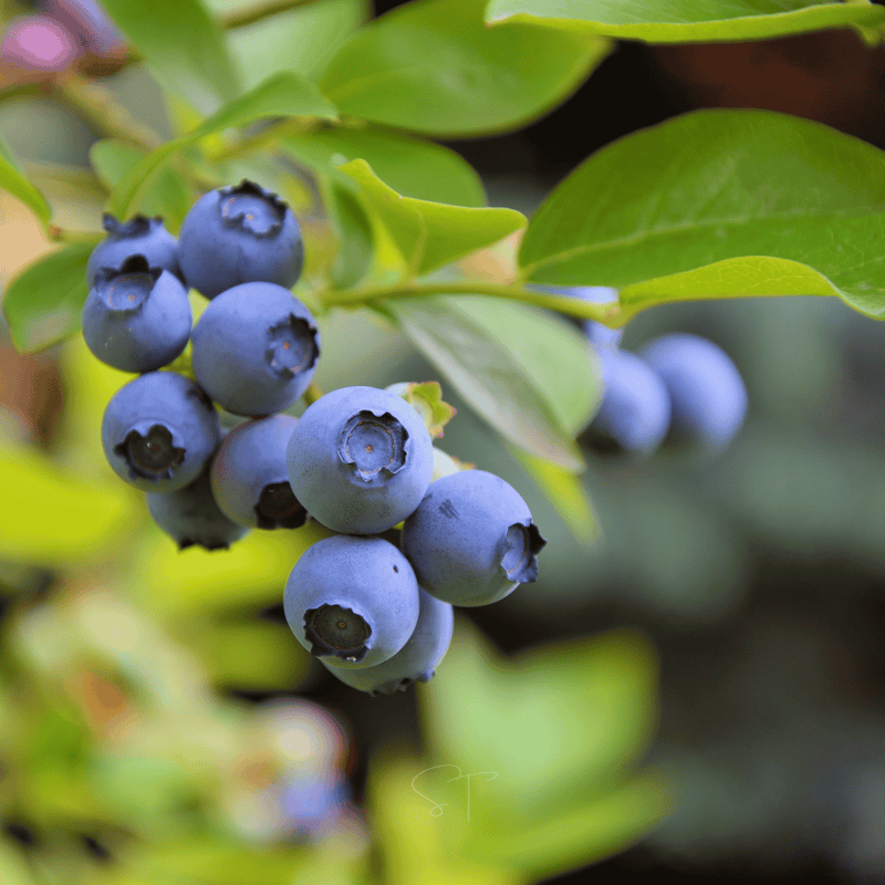 Load image into Gallery viewer, Southern Highbush Blueberry – 50 Seeds
