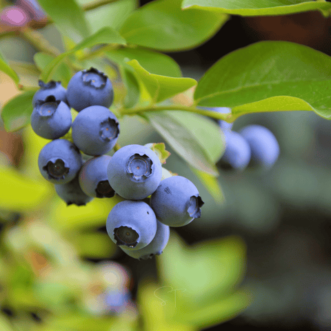 Southern Highbush Blueberry – 50 Seeds, additional product view 2