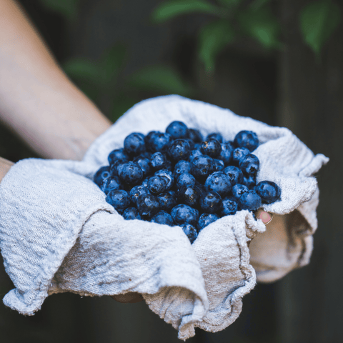 Southern Highbush Blueberry 50 Seeds