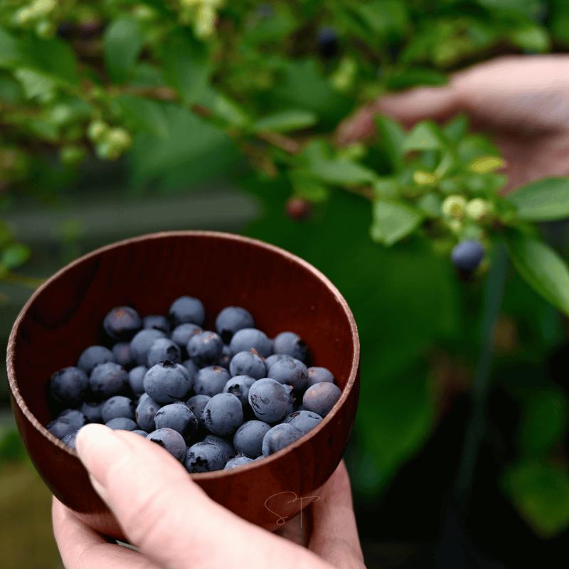 Load image into Gallery viewer, Southern Highbush Blueberry – 50 Seeds
