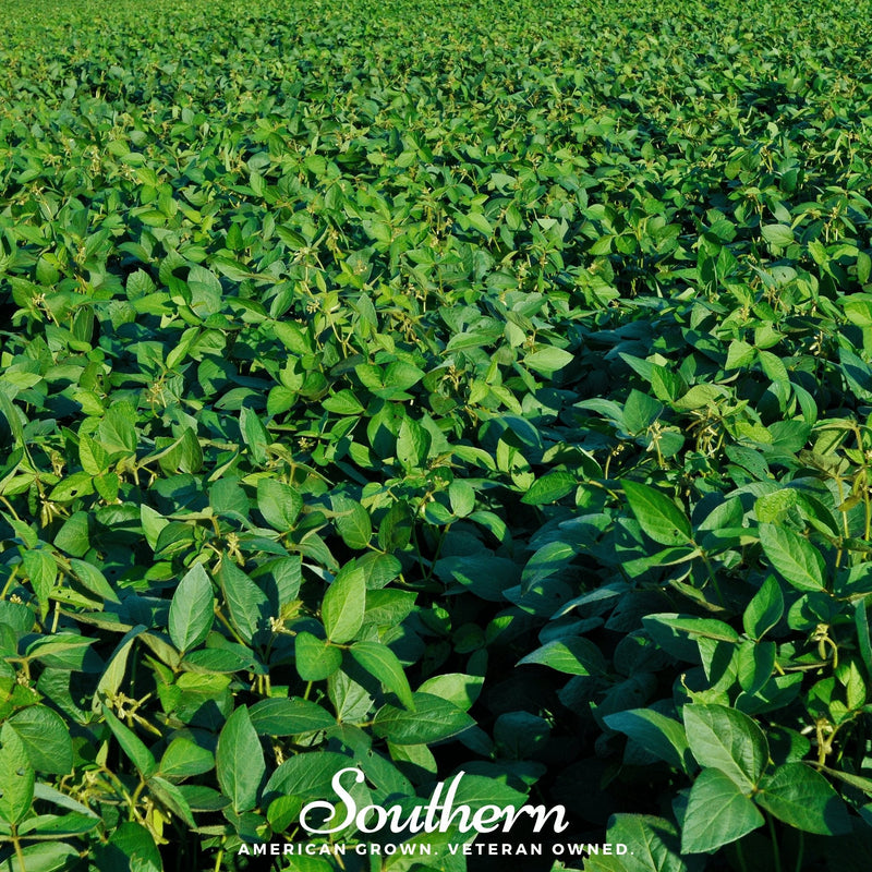 Load image into Gallery viewer, Tohya Soybean – 50 Seeds
