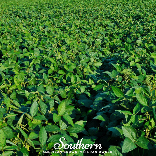 Tohya Soybean – 50 Seeds