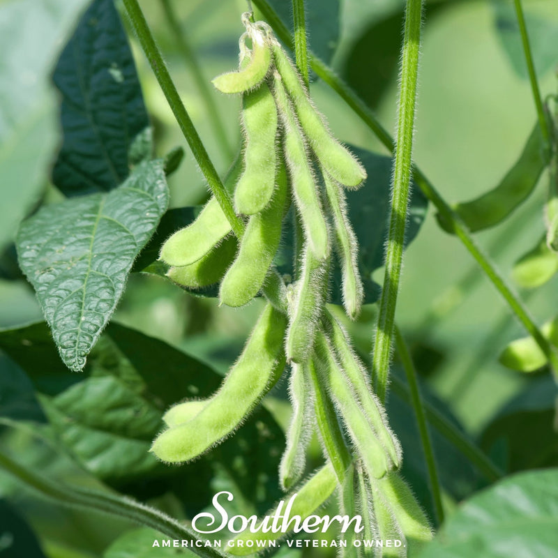 Load image into Gallery viewer, Tohya Soybean – 50 Seeds
