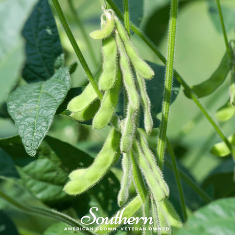 Tohya Soybean – 50 Seeds, additional product view 2