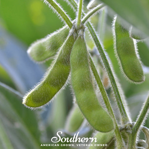Tohya Soybean seeds package, 50 count, GrowTime Garden Supply