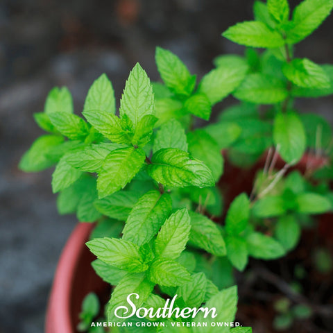 Spearmint seeds package, 200 count, GrowTime Garden Supply