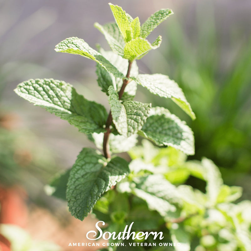 Load image into Gallery viewer, Spearmint – 200 Seeds
