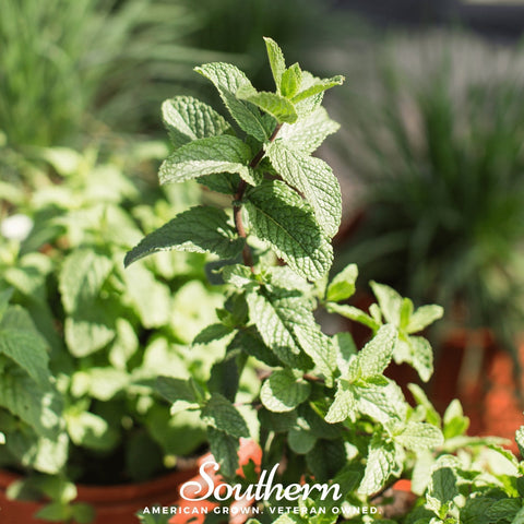 Spearmint – 200 Seeds, additional product view 2