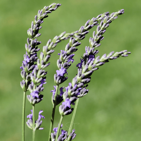 Spike Lavender 100 Seeds