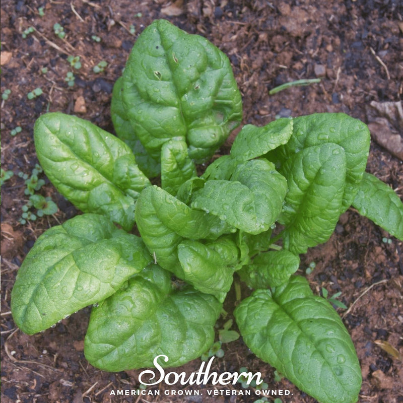 Load image into Gallery viewer, Bloomsdale Spinach – 150 Seeds
