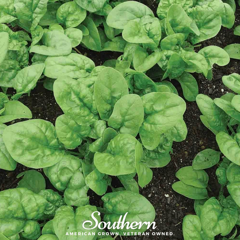 Load image into Gallery viewer, Bloomsdale Spinach – 150 Seeds

