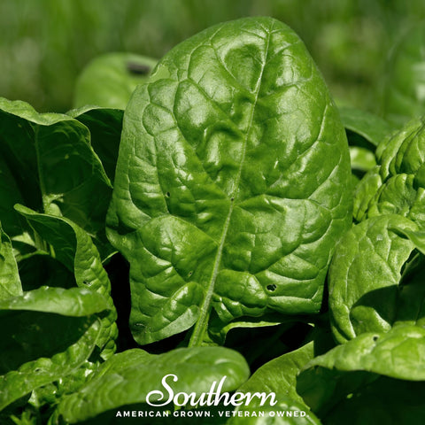 Bloomsdale Spinach – 150 Seeds, additional product view 2