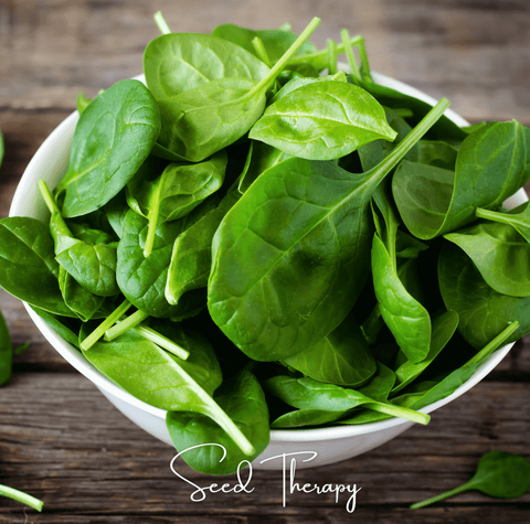 Bloomsdale Spinach seeds package, 150 count, GrowTime Garden Supply