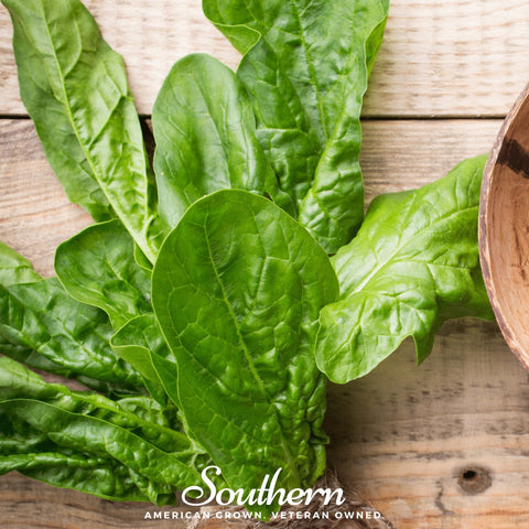 Giant Noble Spinach – 150 Seeds, additional product view 2