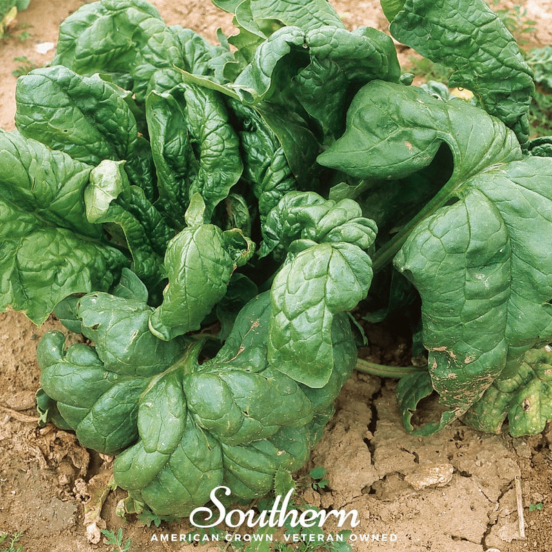 Load image into Gallery viewer, Giant Noble Spinach – 150 Seeds
