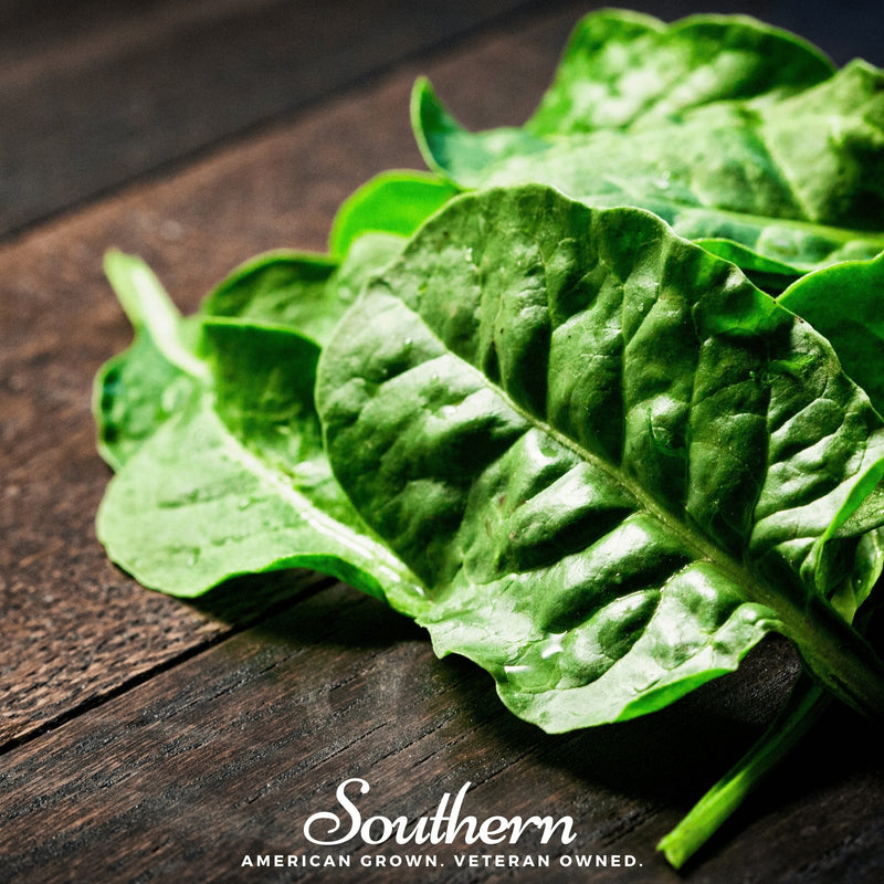 Load image into Gallery viewer, Giant Noble Spinach – 150 Seeds
