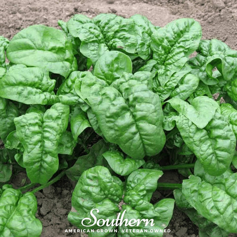 Giant Noble Spinach seeds package, 150 count, GrowTime Garden Supply