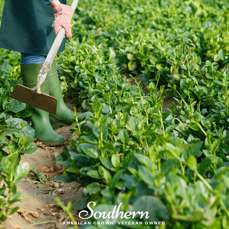 Load image into Gallery viewer, Malabar Green Spinach – 100 Seeds
