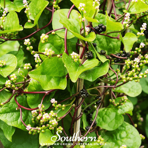 Malabar Green Spinach – 100 Seeds, additional product view 2